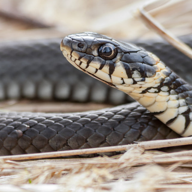 Snake Food