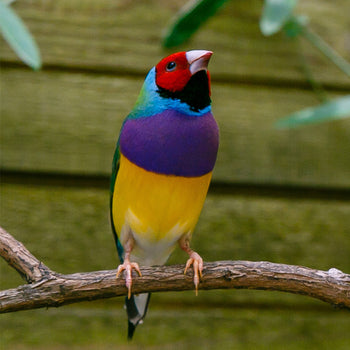 Bird Food - Softbill