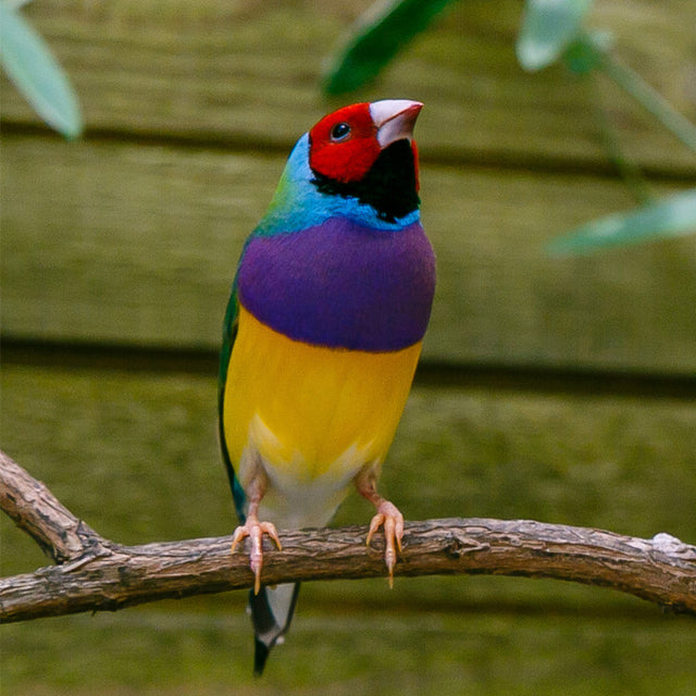 Bird Food - Softbill