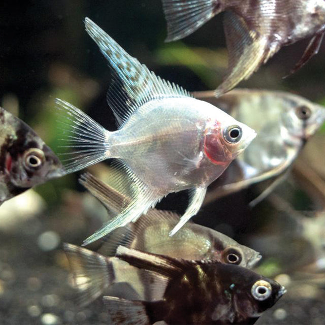 Fish Food - Tropical