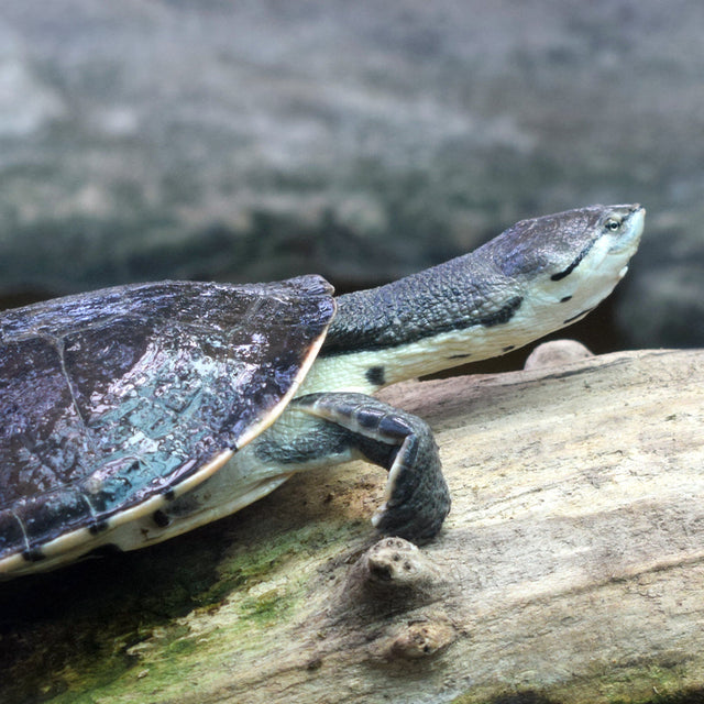 Turtle Food
