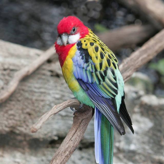 Wild Bird Food