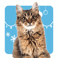 Collection image for: Cat Supplies