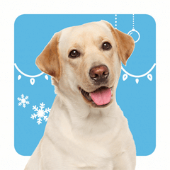 Collection image for: Dog Supplies