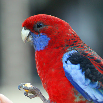 Bird Food - Hookbill