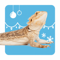 Collection image for: Reptile Supplies