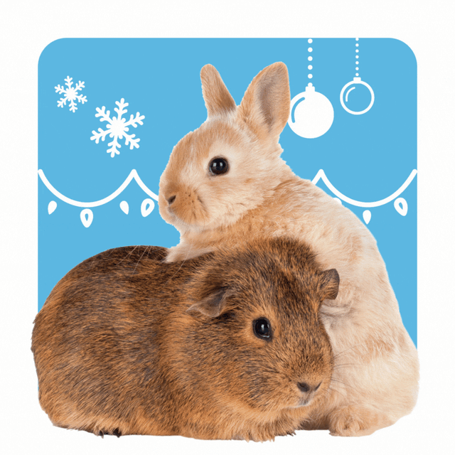 Small Animal Supplies