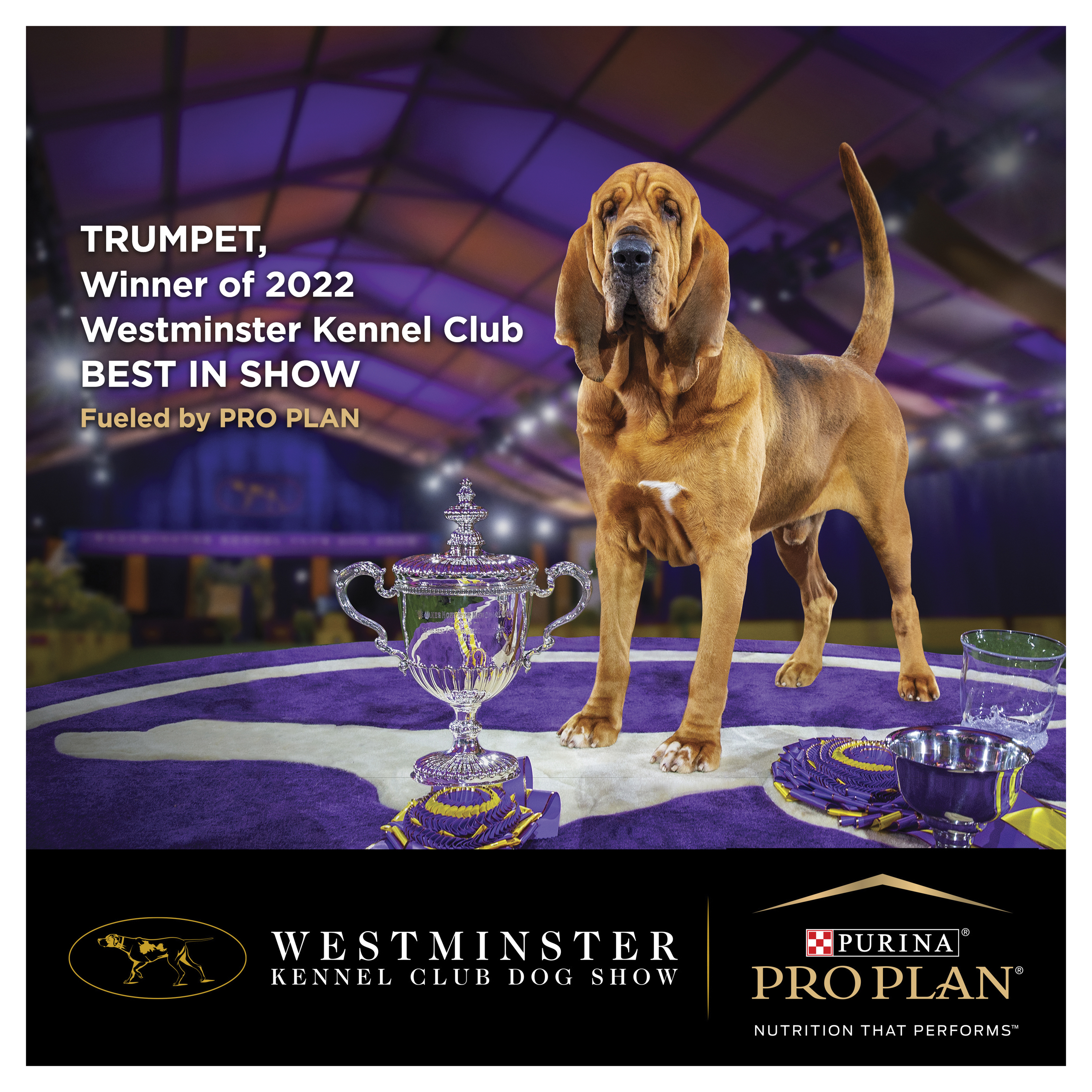 PRO PLAN Puppy Large Breed Chicken Dry Dog Food (3kg) – Pets Domain