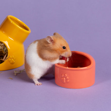 Scruffs Small Animal Colour Set