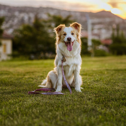 TICKLESS ECOPet