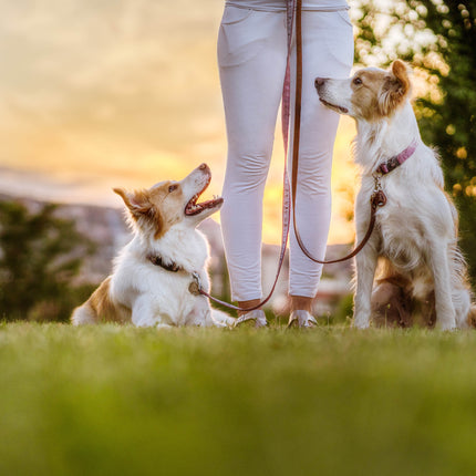 TICKLESS ECOPet