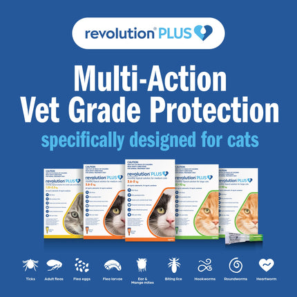 Revolution Plus - Medium Cat (6pk)