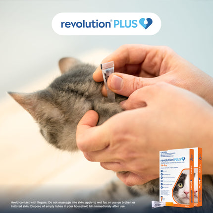 Revolution Plus - Medium Cat (6pk)