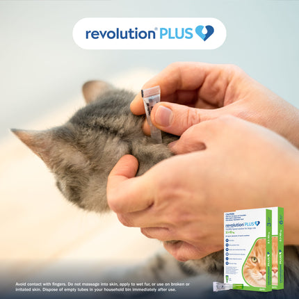 Revolution Plus - Large Cat (6pk)