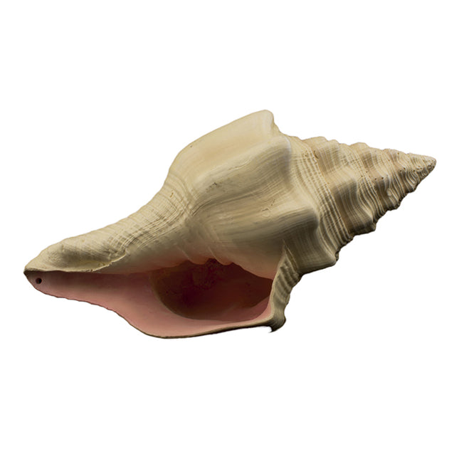 Bioscape Murex Shell 17.5cm