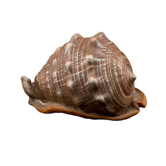 Collection image for: Shell Aquarium Ornaments
