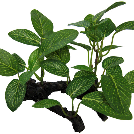 African Shade Leaf on Log 10cm