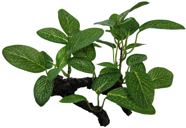 African Shade Leaf on Log 10cm