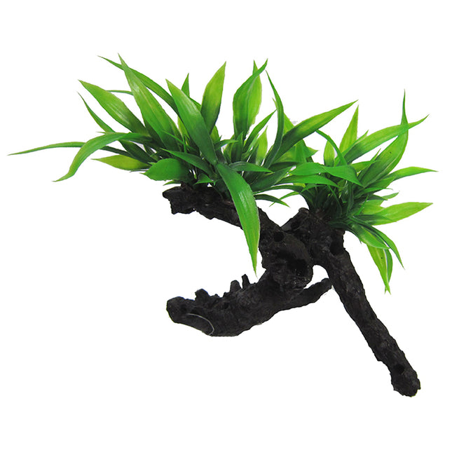 Twin Indo Fern on Log 17cm