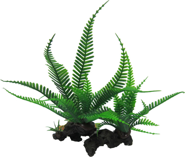 Twin Lace Fern 18cm