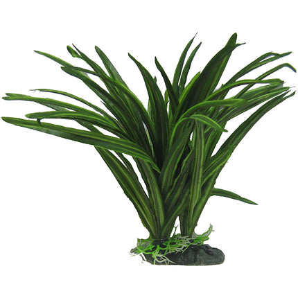 African Sword Plant 25cm