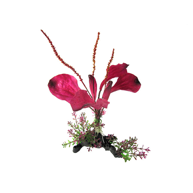 Rainbow Spade Plant on Branch 25cm