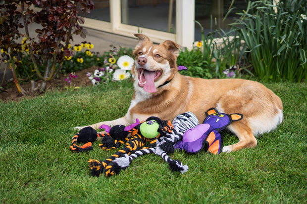 Banner image for: <h1>Trick or Treat at Pets Domain this Halloween</h1>