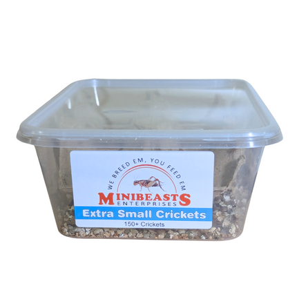 Minibeasts - XS Crickets 150+