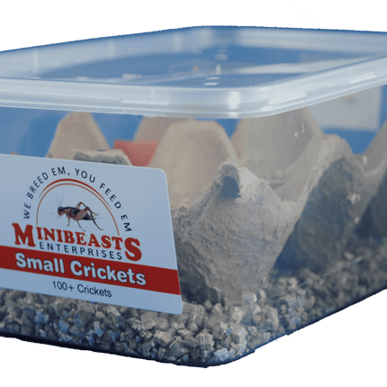 Minibeasts - Small Crickets 100+
