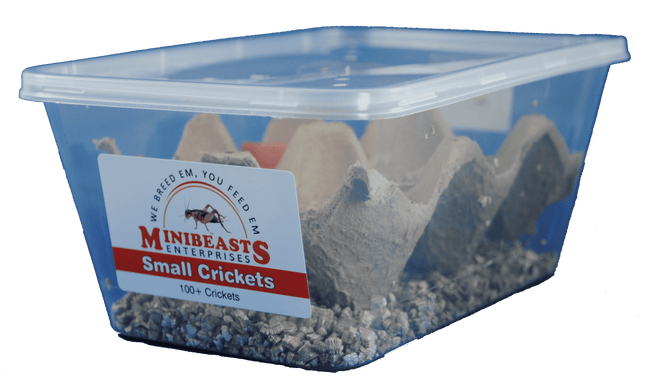 Minibeasts - Small Crickets 100+