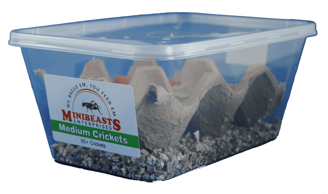 Minibeasts - Medium Crickets 50+