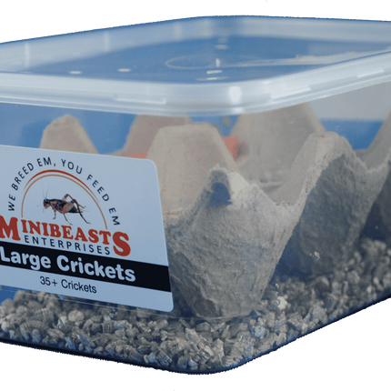 Minibeasts - Large Crickets 35+