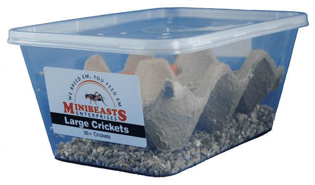 Minibeasts - Large Crickets 35+