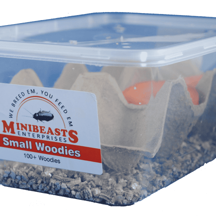 Minibeasts - Small Woodies 100+