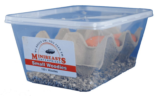 Minibeasts - Small Woodies 100+