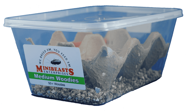 Minibeasts - Medium Woodies 50+