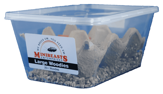 Minibeasts - Large Woodies 25+