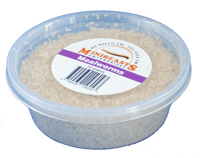 Minibeasts - Mealworms 10gm