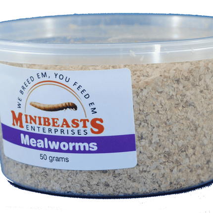 Minibeasts - Mealworms 50gm