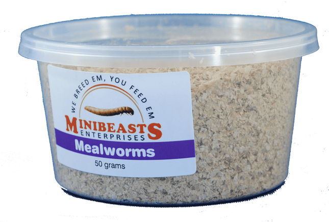 Minibeasts - Mealworms 50gm