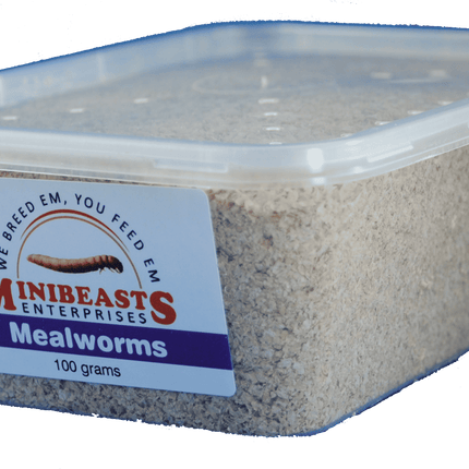 Minibeasts - Mealworms 100gm