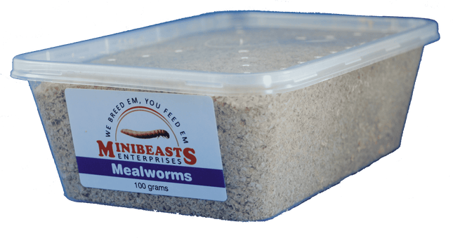 Minibeasts - Mealworms 100gm