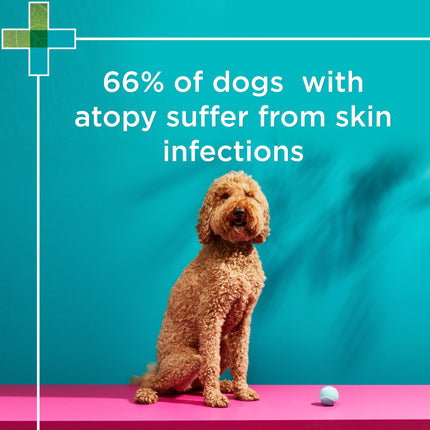 PAW - MediDerm Gentle Medicated Shampoo for Dogs (200ml)