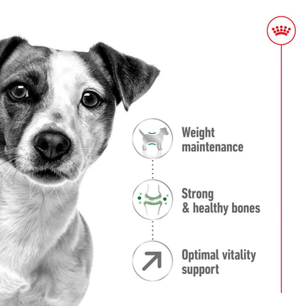 Royal Canin - Mini 8+ Mature Dog Dry Food (2kg)