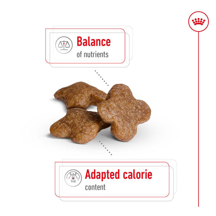 Royal Canin - Mini 8+ Mature Dog Dry Food (2kg)