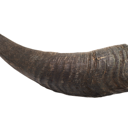 Goat Horn (Small)