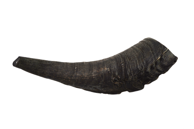 Goat Horn (Medium)