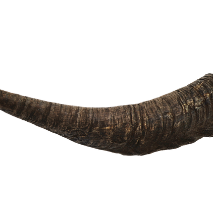 Goat Horn (Large)