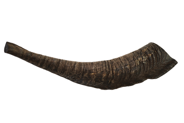 Goat Horn (Large) – Pets Domain