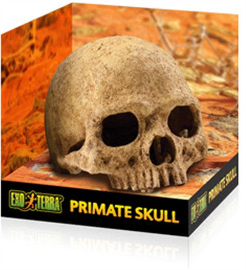 Exo Terra - Primate Skull
